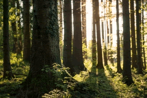 Forests at the Isle Of Bute